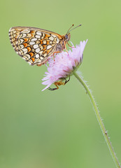 Melitaea aurelia