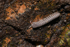 Pyrgodesmoidea