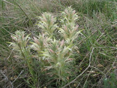 Castilleja sessiliflora