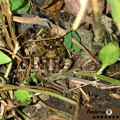 Pleurodema brachyops