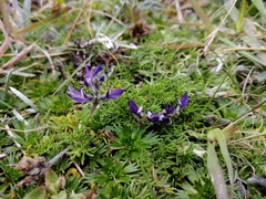 Lupinus microphyllus