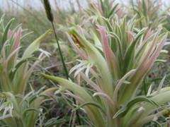 Castilleja sessiliflora