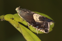 Grapholita tristrigana