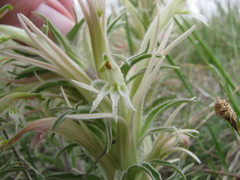 Castilleja sessiliflora