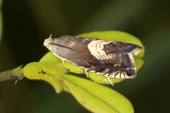 Grapholita tristrigana