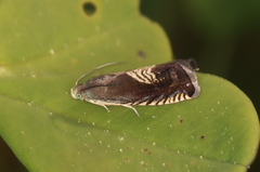 Grapholita tristrigana