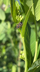 Lygaeus kalmii