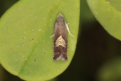 Grapholita tristrigana
