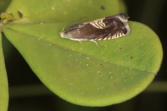 Grapholita tristrigana