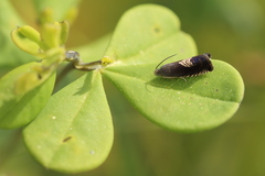 Grapholita tristrigana