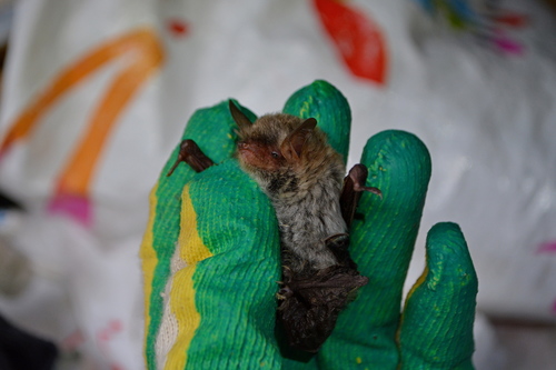 Tschuli Myotis (Myotis tschuliensis) — Data Deficient Mammalia