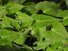 Reynoutria multiflora