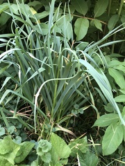Allium sativum