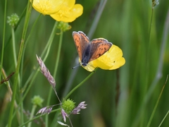 Lycaena hippothoe