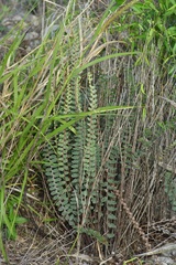 Astrolepis windhamii