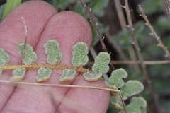 Astrolepis windhamii