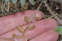 Astrolepis windhamii