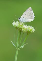 Polyommatus daphnis