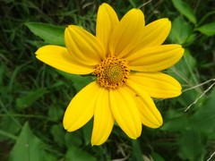 Heliopsis