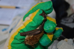 Tschuli Myotis photo 3