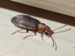 Notoxus murinipennis