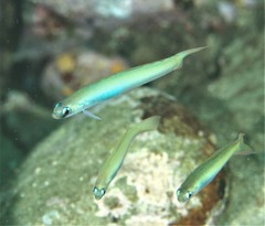 Ptereleotris monoptera