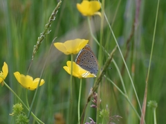 Lycaena hippothoe