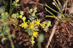 Sedum nuttallii
