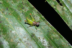 Lagarolampis amazonica