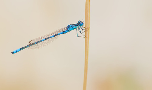 Dainty Damselfly, photo 4 of 10