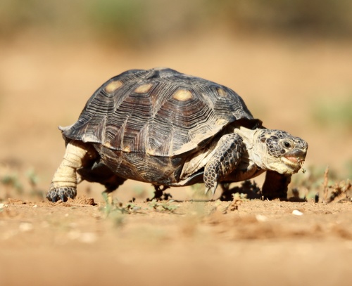 Texas Tortoise, Texas, US, photo 5 of 10