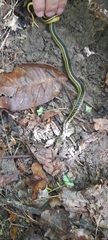 Erythrolamprus melanotus