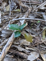 Alchornea ilicifolia