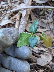 Alchornea ilicifolia