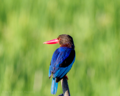 Halcyon cyanoventris