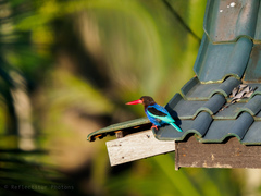 Halcyon cyanoventris