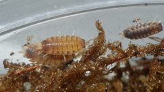 Proporcellio vulcanius