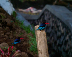 Halcyon cyanoventris