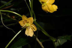 Tropaeolum pendulum