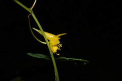 Tropaeolum pendulum
