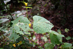 Tropaeolum pendulum