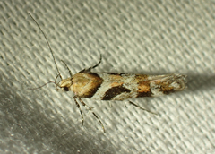 Aristotelia devexella