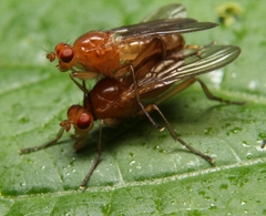 Dryomyza simplex