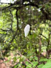 Chremistica ochracea