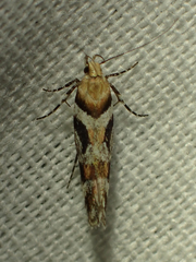 Aristotelia devexella