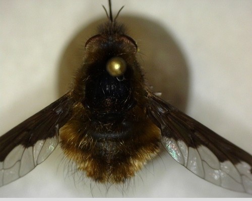 iNaturalist observation photo of Greater Bee Fly