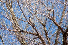 Accipiter cooperii