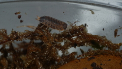 Proporcellio vulcanius