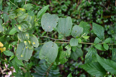 Passiflora alnifolia