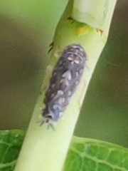 Prescottia lobata